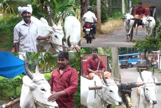 Bullock cart service  Bullock cart service in tourism  Bullock cart service news  Bullock cart service story  കാളവണ്ടി  കാളവണ്ടി സർവീസ് വാർത്ത  ജോയ്‌സ്  കഹൂൂോജജോല  Kottayam  Kottayam Bullock cart service