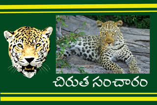 leopard-wandering-in-sangareddy-district