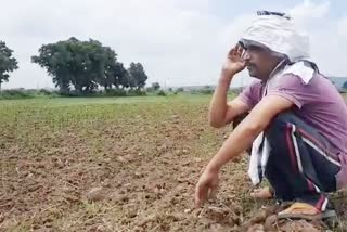 Paddy and soybean crops started drying up due to less rain