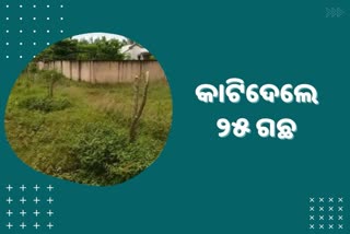 ୨୫ ଗଛ କାଟିଲା ବିଦ୍ୟୁତ ବିଭାଗ, ଯେତିକି କାଟିଛ ସେତିକି ଲଗାଅ କହିଲା ବନ ବିଭାଗ