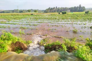 hemavathi-canal-water-overflowed-into-agriculture-land