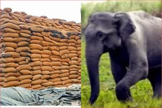 rotten paddy for elephants