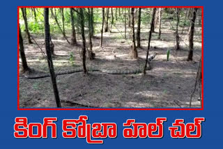 12 feets king cobra in chintaluru east godavari district