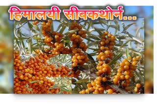 Seabuckthorn