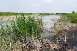 यमुना का जलस्तर, destruction of crops, यमुना का जलस्तर