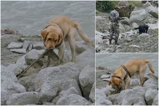 Search dogs are now searching for missing people in Lahaul Valley