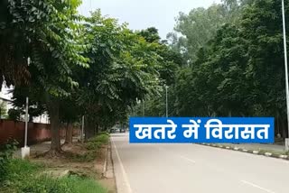 Chandigarh roads named on trees