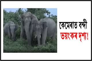 man-elelphant-conflict-at-golaghat-etv-bharat-assam