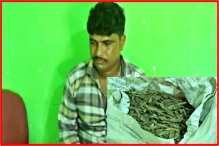 one person arrest with ganja by sangkardev nagar police hojai