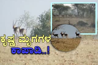 forest-department-started-study-on-blackbucks-immigration-from-tumkur-forest