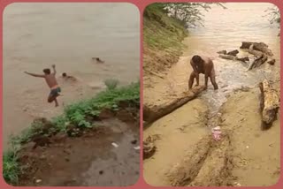 People jumping in flood for wood coming flowing in Chambal