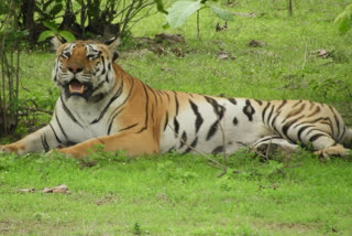 Tiger resting in Nauradehi Sanctuary