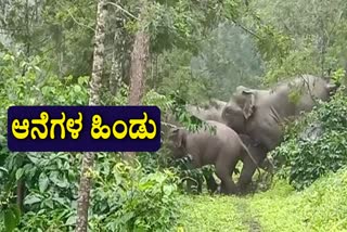 more than 10 elephants appears in coffee estate