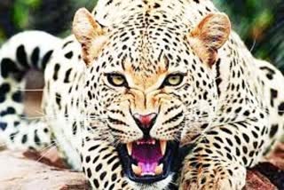 leopard-took-away-a-eight-year-old-child-in-shimla