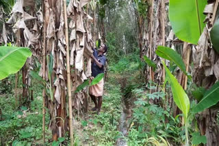 ഓണ വിപണി വാര്‍ത്ത  ഏത്തവാഴക്കര്‍ഷകര്‍ വാര്‍ത്ത  ഏത്തവാഴ വാര്‍ത്ത  ഏത്തവാഴ ഓണ വിപണി വാര്‍ത്ത  ഏത്തക്ക കൃഷി വാര്‍ത്ത  ചുഴലിക്കാറ്റ് ഏത്തവാഴ കൃഷി വാര്‍ത്ത  ലോക്ക്‌ഡൗണ്‍ ഇളവ് ഓണ വിപണി വാര്‍ത്ത  ലോക്ക്‌ഡൗണ്‍ ഇളവ് വാര്‍ത്ത  banana farmers  banana farmers news  banana farmers onam sales news  onam market news  onam market banana farmers news