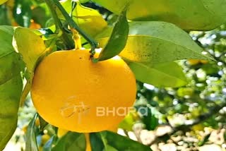 Orange Season starts in Coonoor