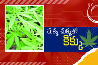 Hashish Oil: భాగ్యనగరంలో మత్తెక్కిస్తోన్న 'హాషీష్‌ ఆయిల్‌'