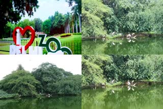 Painted storks arriving in Delhi Zoo