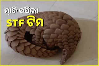 ଭୁବନେଶ୍ବରରେ ବଜ୍ରକାପ୍ତା ତସ୍କରି, କଳିଙ୍ଗ ଷ୍ଟୁଡିଓ ଛକରୁ ୨ ଗିରଫ