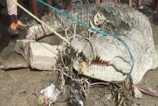 Youths rescued crocodile, kota news