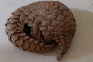 Pangolin smuggling racket busted, three held in Bhubaneswar