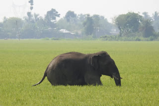 বাঁকুড়া জেলার বেলিয়াতোড়ে হানা দিয়েছে হাতি