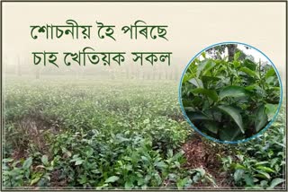 bad-condition-of-assam-small-tea-farmers-etv-bharat-assam