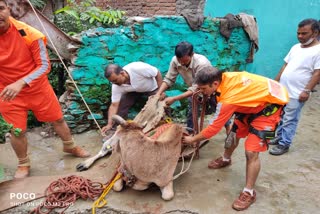 ndrf-team-rescues-cow