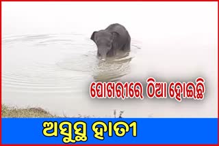 ଅସୁସ୍ଥ ହୋଇ ପଡି ରହିଛି ହାତୀ ଛୁଆ, ଚିକିତ୍ସାରେ ଲାଗିଛନ୍ତି ବନ କର୍ମଚାରୀ