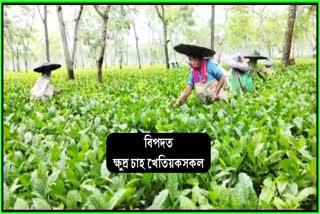 Small tea Farmers face problems as raw tea leaves prices fall At Amguri