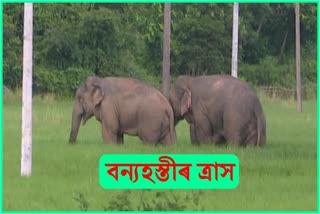 Wild Elephant Terror At Samguri, Nagaon District