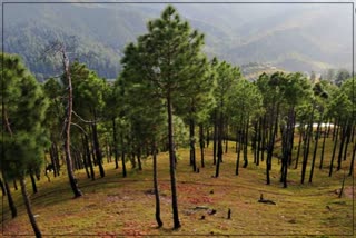 Briquettes will be made from pine leaves in Himachal Pradesh
