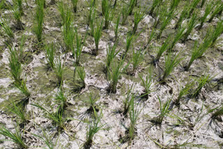 climate change affects 77 per cent of the states crop area