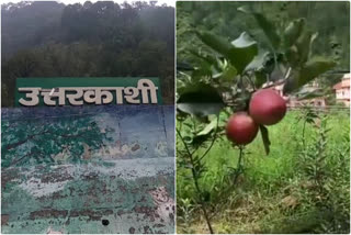 uttarkashi apple news