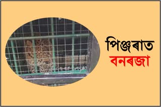 leopard-caged-again-in-sonari etv bharat assam news