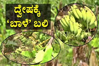 Banana farm destroyed in Tumkuru