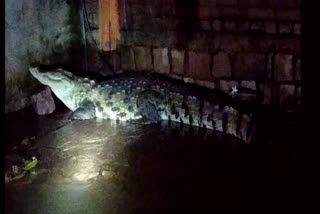 10 feet long crocodile