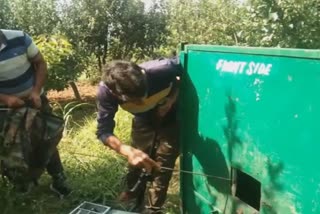 wild bear caught in manigam ganderbal