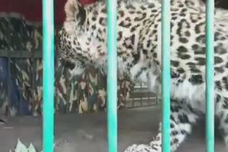 leopard caught alive in pampore