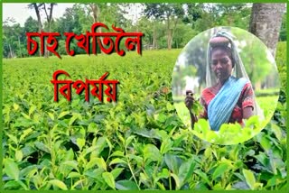 small-tea-traders-crisis-in-assam