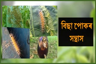 jute hairy terror in morigaon