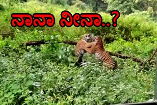 Fighting between 2 Tiger