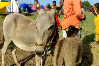 Donkey milk costs Rs 10,000 per litre in Maharashtra's Osmanabad