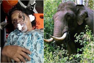 Woman injured in wild elephant attack in Ernakulam  wild elephant attack in Ernakulam  കുട്ടമ്പുഴ മാമലകണ്ടത്ത് കാട്ടാനാക്രമണം  കുട്ടമ്പുഴ മാമലകണ്ടത്ത് കാട്ടാന ആക്രമണം  കാട്ടാന ആക്രമണത്തിൽ യുവതിക്ക് പരിക്ക്  കാട്ടാന ആക്രമണത്തിൽ യുവതിക്ക് പരിക്കേറ്റു  എറണാകുളത്ത് കാട്ടാന ആക്രമണത്തിൽ യുവതിക്ക് പരിക്കേറ്റു  kuttanpuzha wild elephant attack  wild elephant attack news  Ernakulam wild elephant attack