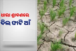 ଧାରା ଶ୍ରାବଣରେ ଡହଡହ ଖରା, ଗଜା ମରୁଡ଼ି ଆଶଙ୍କାରେ ଖୋର୍ଦ୍ଧା ଚାଷୀ