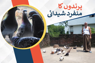 special story on pigeon lover prof hafizur rahman khan in gaya bihar