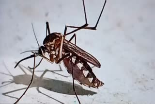 dengue