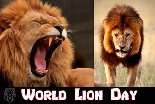 World Lion Day 2021