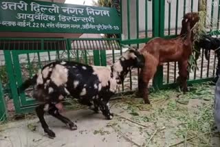 ayurvedic-dispensary-converted-into-goat-farm-in-jahangirpuri-delhi