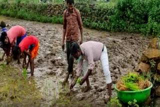 Teacher planted paddy